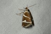 Deltote bankiana