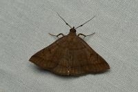 Zanclognatha lunalis