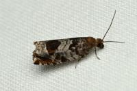 Ancylis achatana
