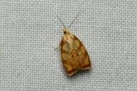 Acleris bergmanniana