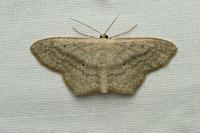 Scopula nigropunctata