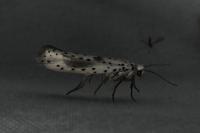 Yponomeuta irrorella