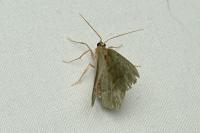 Chlorissa viridata