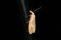 Phtheochroa inopiana