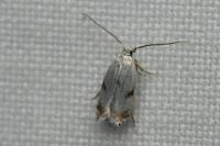 Pseudopostega crepusculella
