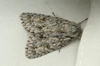 Acronicta aceris