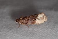 Hedya nubiferana