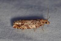 Epinotia abbreviana