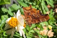 Polygonia c-album