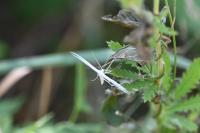 Pterophorus pentadactylus