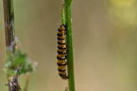 Tyria jacobaeae