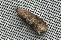 Grapholita funebrana