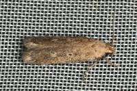 Platyedra subcinerea