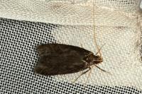 Homaloxestis briantiella