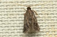 Eurodachtha siculella