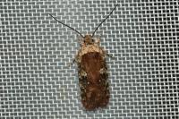 Agonopterix purpurea