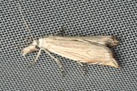 Metacrambus carectellus