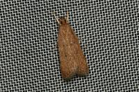 Helcystogramma lutatella