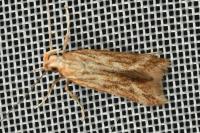 Metzneria