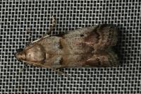 Acrobasis fallouella