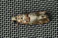 Epinotia subocellana