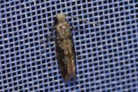 Niditinea fuscella