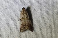 Acrobasis fallouella/glaucella