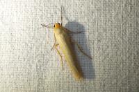 Manulea complana