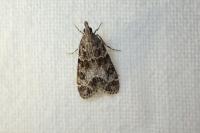 Eudonia mercurella