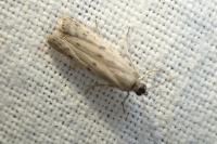 Phycitodes