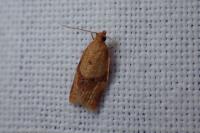 Clepsis consimilana