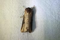 Axylia putris