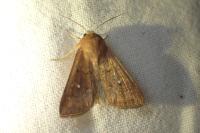 Mythimna albipuncta