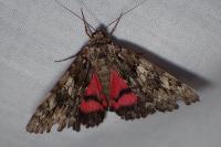 Catocala promissa