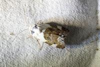 Acontia lucida