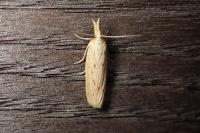Ematheudes punctella