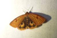 Diacrisia sannio