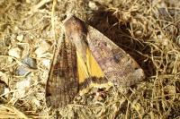 Noctua pronuba