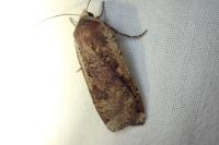 Noctua pronuba