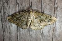Cleorodes lichenaria