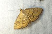 Anania verbascalis