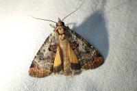 Epilecta linogrisea