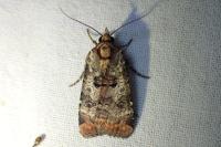 Epilecta linogrisea