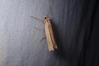 Ancylolomia tentaculella
