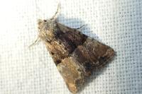 Mesoligia furuncula
