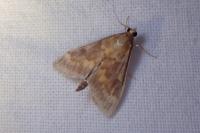 Ostrinia nubilalis