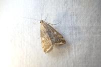 Loxostege sticticalis