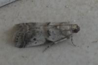 Acrobasis fallouella