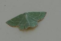 Thalera fimbrialis
