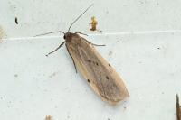 Pelosia muscerda